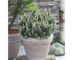 Zwergkiefer Humpy 50-60cm - Pinus mugo