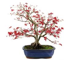 Fächerahorn, Ahorn palmatum deshojo, Outdoor-Bonsai, 23 Jahre, Höhe 50 cm