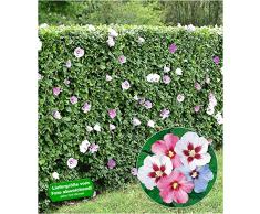 BALDUR-Garten Hibiskus-Hecke, 5 Pflanzen, Hibiscus Syriacus Heckenpflanzen blühend