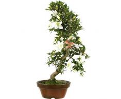 Satsuki Azalee Meihou, Prebonsai, 21 Jahre, 61cm