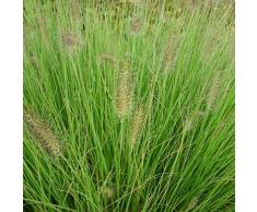 Blumixx Stauden Pennisetum alopecuroides Hameln - Lampenputzergras, im 0,5 Liter Topf, gelb bräunlich blühend