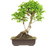 Feldulme, Prebonsai, 14 Jahre, 43cm