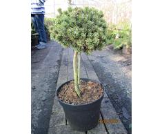Zwergkiefer Alpenhexe - Pinus mugo Alpenhexe