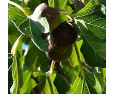 Feigenbaum Brown Turkey 60-80cm - Ficus carica