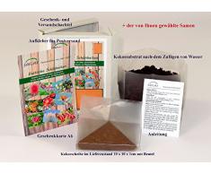 SAFLAX - Geschenk Set - Gräser-Bambus-Blauschwingel-Gras - 50 Samen - Mit Geschenk- / Versandbox, Versandaufkleber, Geschenkkarte und Anzuchtsubstrat - Festuca glauca