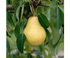 Williams Christ Birne Birnenbaum Tafelbirne Herbstbirne Obstbaum 120-150 cm