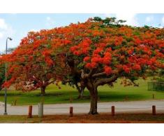 PinkdoseÂ® Pinkdose Tree SeedsÃ¢fÃ¼r Hausgarten-Blumen: Zierbaum - rote Blumen-Baum-Samen - 10 Samen