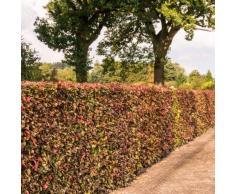 Qulista Samenhaus - 100pcs Rarität Blutbuche Purpurbuche Insekten, für Insekten, Kleintieren und Vögeln Heckenpflanzen Blumensamen winterhart mehrjährig auf Terrasse oder Balkon