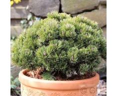 Zwerg Kiefer Picobello 15-20cm - Pinus mugo
