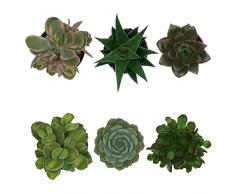 Pasiora Sukkulenten Mix im 6cm Topf, verschiedene kleine Pflanzen, Geschenkset (6 Stück)