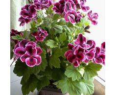 Keland Garten - Duftend Selten 50 Stück Geranie Pelargonium Blumensamen mehrjährig winterhart, beliebteste Balkonpflanze für Beete, Rabatten, Kübel und viele Gefäße