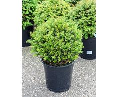 Europäische Eibe, ca. 45 cm, Balkonpflanze immergrün-winterfest, Terrassenpflanze sonnig-halbschattig-schattig, Kübelpflanze Südbalkon-Westbalkon-Ostbalkon-Nordbalkon, Taxus baccata, im Topf