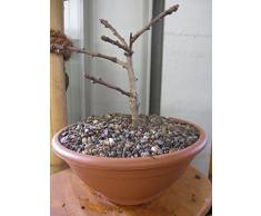 Ginkgo biloba Mariken - Zwergform des Fächerblattbaum Mariken 25-30