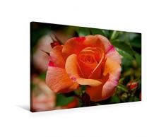 CALVENDO Premium Textil-Leinwand 75 cm x 50 cm quer, EIN Motiv aus dem Kalender ROSENTRÄUME | Wandbild, Bild auf Keilrahmen, Fertigbild auf echter Leinwand, Leinwanddruck: Edelrose Natur Natur