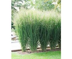 AIMADO Samen-30 Pcs Rutenhirse Fontaine Bio Samen,Grasssamen pflegeleicht und frosthart,verfärbt sich im Herbst goldbraun Ziergras Saatgut ideal für Garten