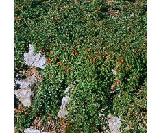 Cotoneaster congestus Hochstamm Zwergmispel Stamm Zierbaum kompaktwachsend immergrün (Stammhöhe 40 cm)