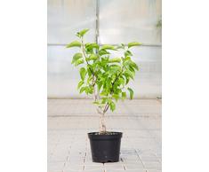 Edelflieder Mme Lemoine 40-60 cm Strauch für Sonne-Halbschatten Zierstrauch weiß blühend Terrassenpflanze winterhart 1 Pflanze im Topf