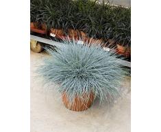 Bärenfellgras, ca. 55 cm, Balkonpflanze wenig Wasser, Terrassenpflanze sonnig, Kübelpflanze Südbalkon, Festuca glauca intense blue, im Topf