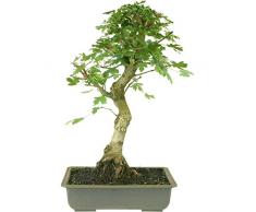 Feldahorn, Prebonsai, 12 Jahre, 54cm