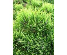 Bergkiefer, Pinus mugo var. mughus Krummholzkiefer 20-30 cm breit im 3 Liter Pflanzcontainer
