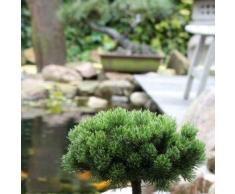 Hochstamm Zwerg Kiefer Picobello 40-60cm - Pinus mugo