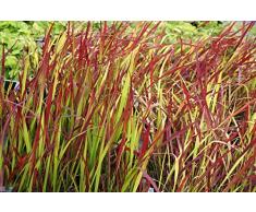 Garten-Blutgras Imperata cyclindrica Red Baron Containerware
