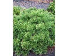 Zwergkiefer, Pinus mugo var. pumilio 25 - 30 cm breit im 3 Liter Pflanzcontainer