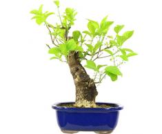 Japanisches Pfaffenhütchen, Prebonsai, 20 Jahre, 35cm