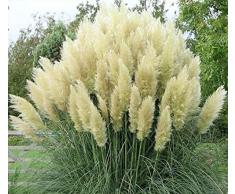 10 x Cortaderia selloana ‚White 1 Liter (Ziergras/Gräser/Stauden) Pampasgras ab 3,19 pro Stück
