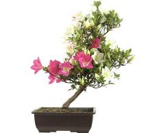 Satsuki Azalee Zushio, Prebonsai, 16 Jahre, 56cm