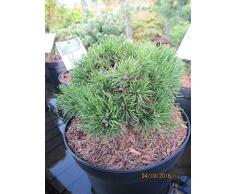 Pinus mugo Jezek - Zwergkiefer Jezek