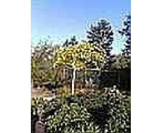 Ginkgo biloba Umbrella - Fächerblattbaum Umbrella - Fossil - Ginko Heilpflanze - Arzneipflanze