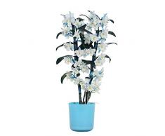 Orchidee von Botanicly – Bambus Orchidee in blauem Übertopf als Set – Höhe: 50 cm, 2 Triebe, weiß-blaue Blüten – Dendrobium Make Upz Blue