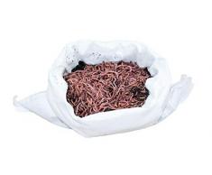 SUPERWURM 0,5 kg - Kompostwürmer, Gartenwürmer, Regenwürmer, Eisenia, Kompostwürmer kaufen - Bioabfall zu Hause effektiv kompostieren im Wurmkomposter Komposter Wurmkiste