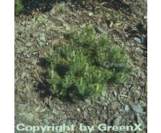 Zwerg Kiefer Mini Mops 30-40cm - Pinus mugo