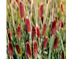 Qulista Samenhaus - Rarität Garten Lampenputzergras Red Buttons, Ziergras Blumensamen winterhart mehrjährig für Steingärten