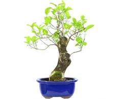Japanisches Pfaffenhütchen, Prebonsai, 20 Jahre, 42cm