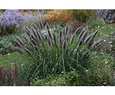 10 x Pennisetum alopecuroides var. viridescens 1 Liter (Ziergras/Gräser/Stauden) Lampenputzergras ab 4,19 pro Stück