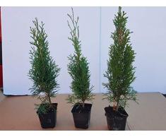 Thuja LebensbaumSmaragd Topfballen 25-30 cm 50 St. Hecke Heckenpflanze