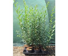 Ligustrum Liguster Heckenpflanze 2-3L Topf gewachsen 60-100cm