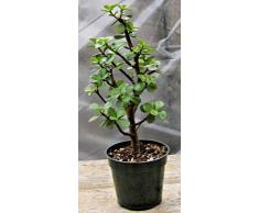 PLAT FIRM GERMINATIONSAMEN: 4Pot - Mini Jade Bonsai - Prebonsai, informeller Pfosten, toller Start, schÃ¶n!