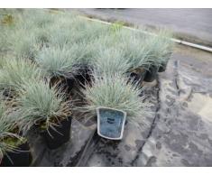 Blauschwingel Festuca glauca Ziergras im 2l Topf