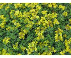 Staudenkulturen Wauschkuhn Sedum floriferum Weihenstephaner Gold - Fetthenne - Staude im 9cm Topf