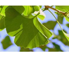 Fächerblattbaum Ginkgo biloba 5 Samen
