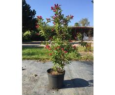 Weigelie Eva Rathke 40-60 cm Strauch für Sonne-Halbschatten Zierstrauch rosa-rot blühend Terrassenpflanze winterhart 1 Pflanze im Topf