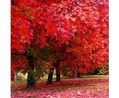 SummerRio Garten-5 Pcs Selten Ahorn Baum Samen Fächerahorn Samen Topfpflanzen Same Pflanze Samen Winterhart Hausgarten