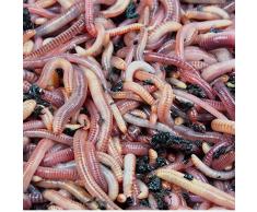 Natursache KOMPOSTWÜRMER - 1000 Stück/Sack - Kompoststarter Regenwurm Set - Gartenwürmer/Regenwürmer Eisenia-Mix lebend - aktive Würmer für Kompost, Komposter, Wurmkomposter, Wurmkiste und Wurmfarm