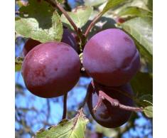 Königin Viktoria Pflaume Pflaumenbaum Obstbaum Busch 2-jährig Liefergröße ca. 120-160 cm im Topf