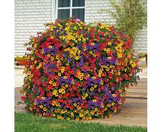 AIMADO Samen-50 Pc Mini-Hänge-Petunien, petunien Samen Unschlagbar in Wuchskraft, Blütenfülle und Leuchtkraft,Bienenfreundlich Blumensamen Saatgut für Balkon&Terrassenpflanze, Kübelpflanze