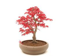 Japanischer ROTER Ahorn/Fächerahorn - ca. 20 Samen - Acer palmatum atropurpureum - Baum & Bonsai geeignet